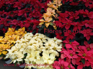 Flores de fuego