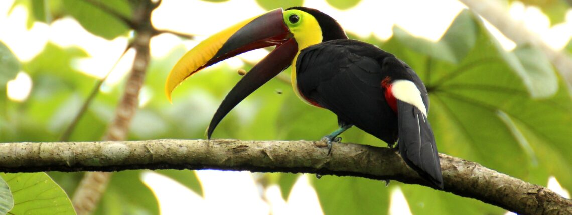 tucán Costa Rica 10 sugerencias ecológicas